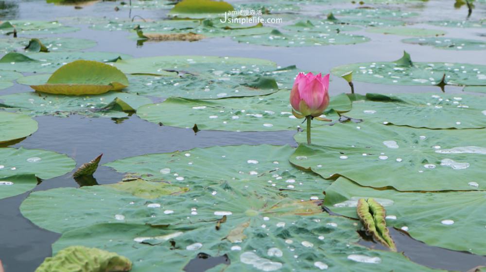 台東大坡池 湖上蓮花 | 台東池上