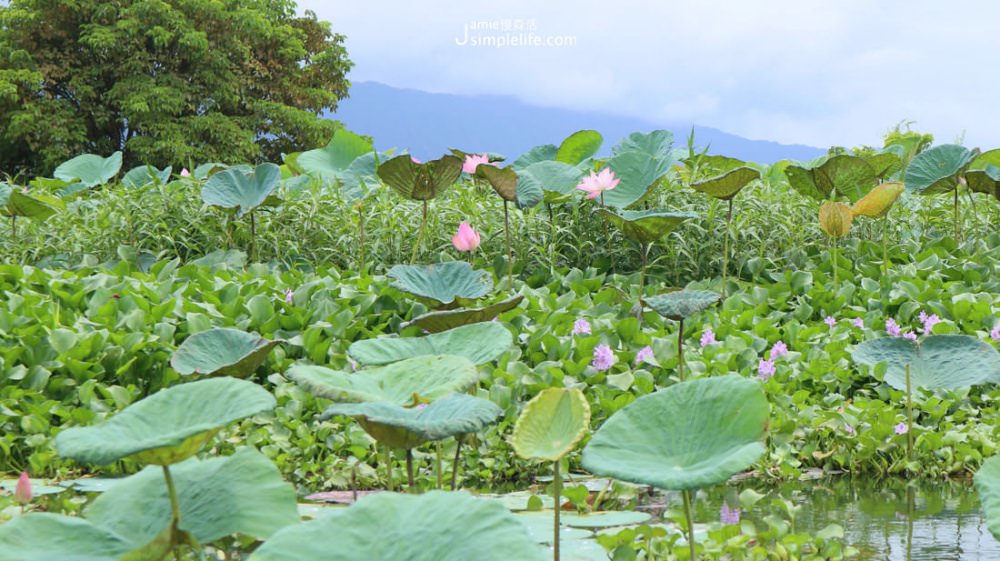 台東大坡池 湖上蓮花 | 台東池上