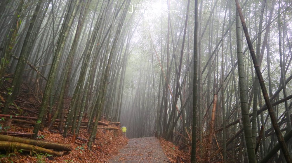 走進森林到三義住一晚柏竺山莊 牛奶森林步道