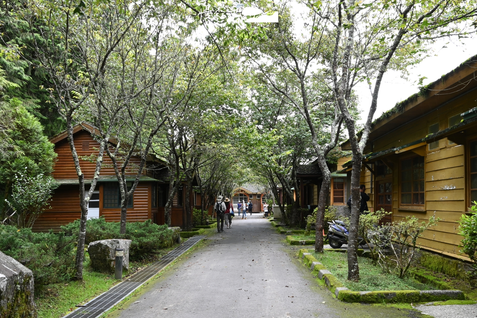 台中和平區 大雪山國家森林遊樂區