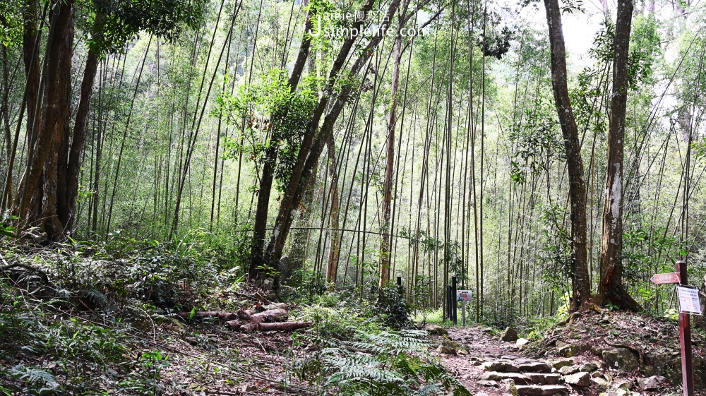 台中八仙山國家森林遊樂區