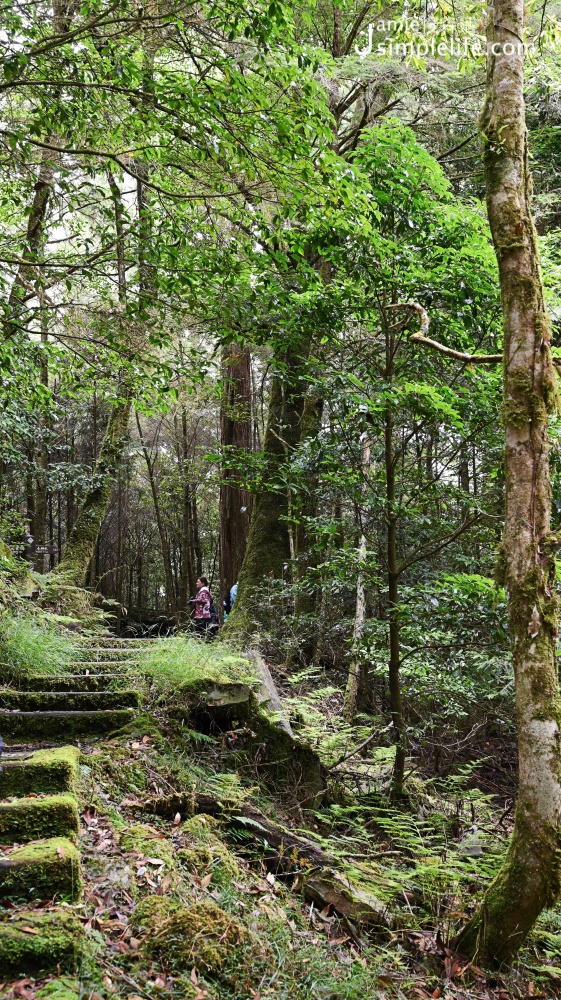 台中和平區 大雪山國家森林遊樂區步道