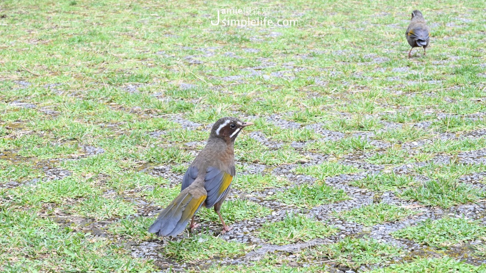 台中和平區 大雪山國家森林遊樂區 野生動物鳥類