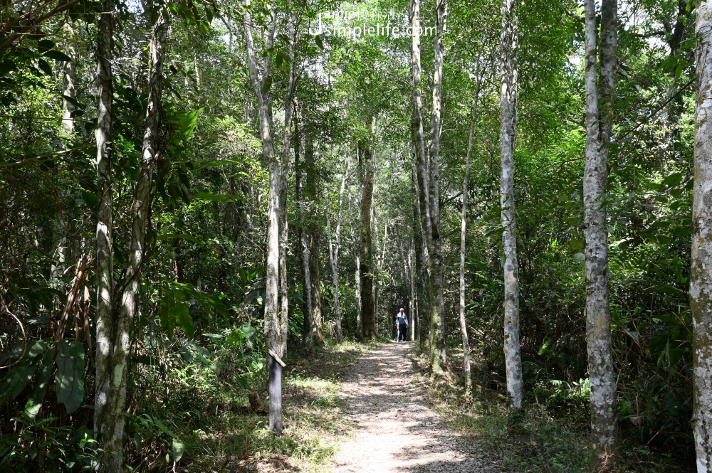 宜蘭三星拳頭姆自然步道