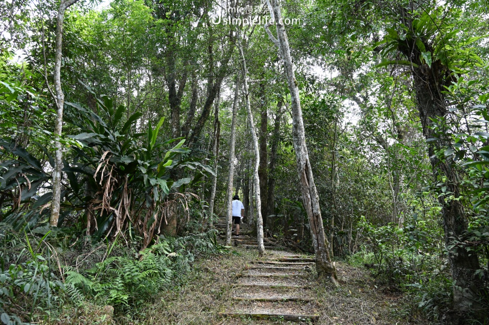 宜蘭三星拳頭姆自然步道・環烏心石造林地，俯瞰蘭陽平原