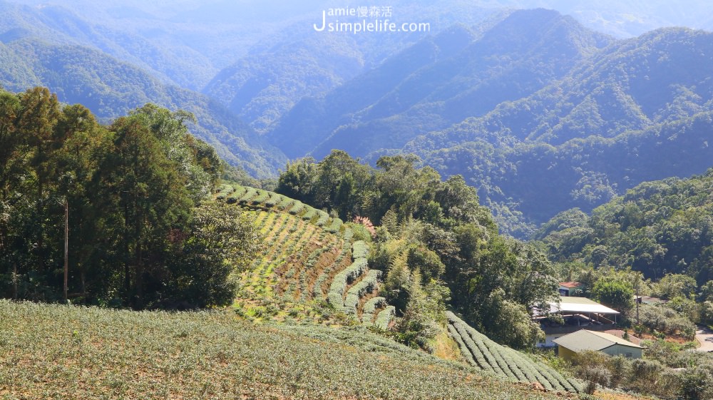 新北坪林｜南山寺茶園