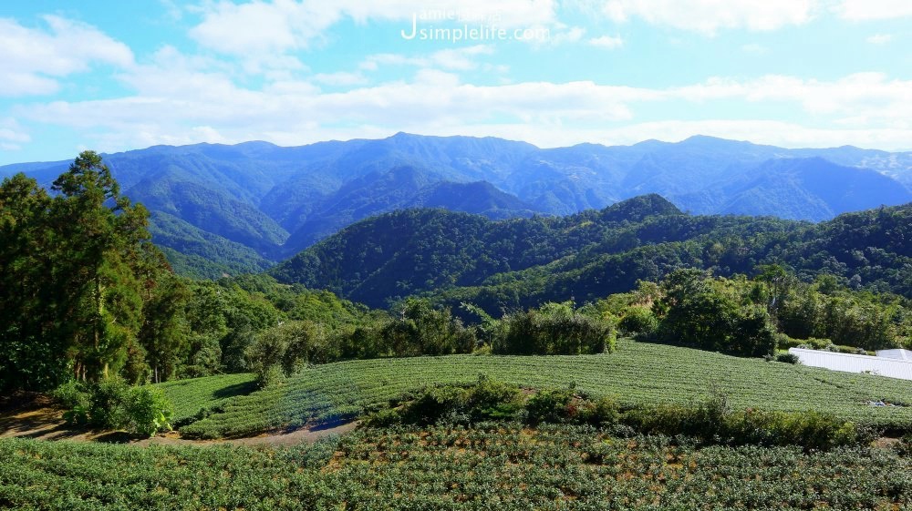 新北坪林｜南山寺茶園