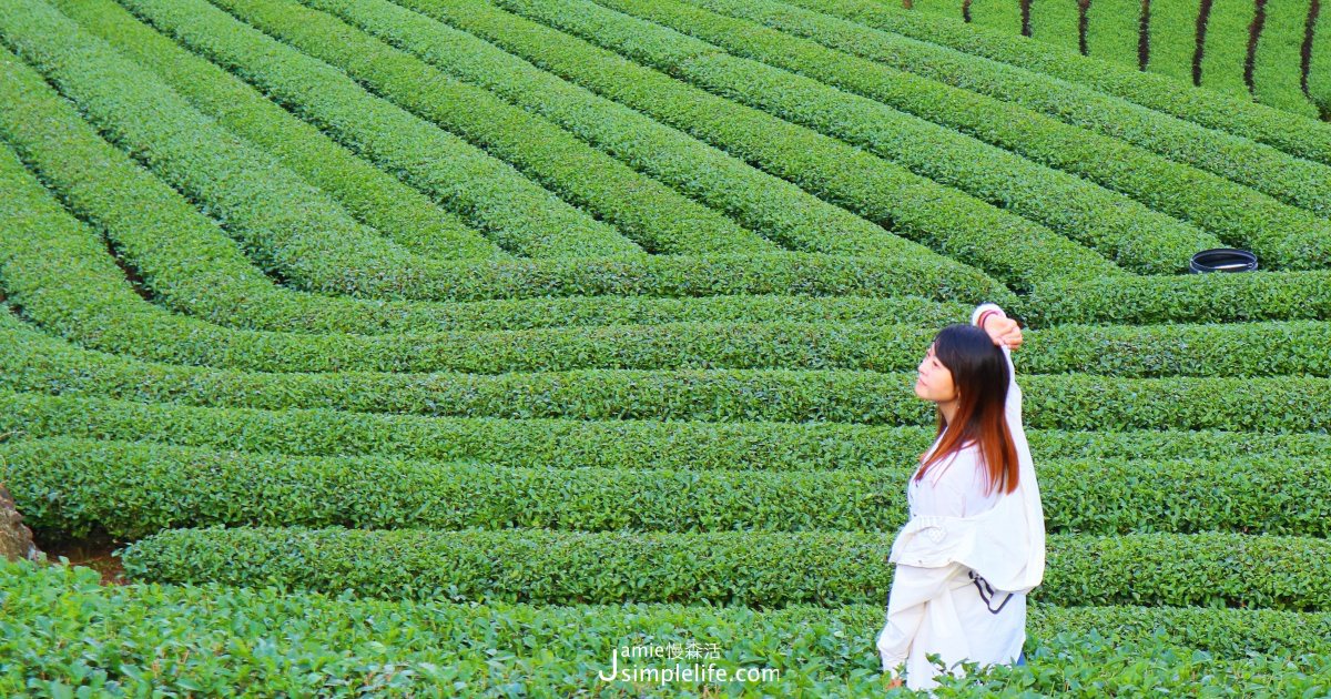 新北坪林｜南山寺茶園