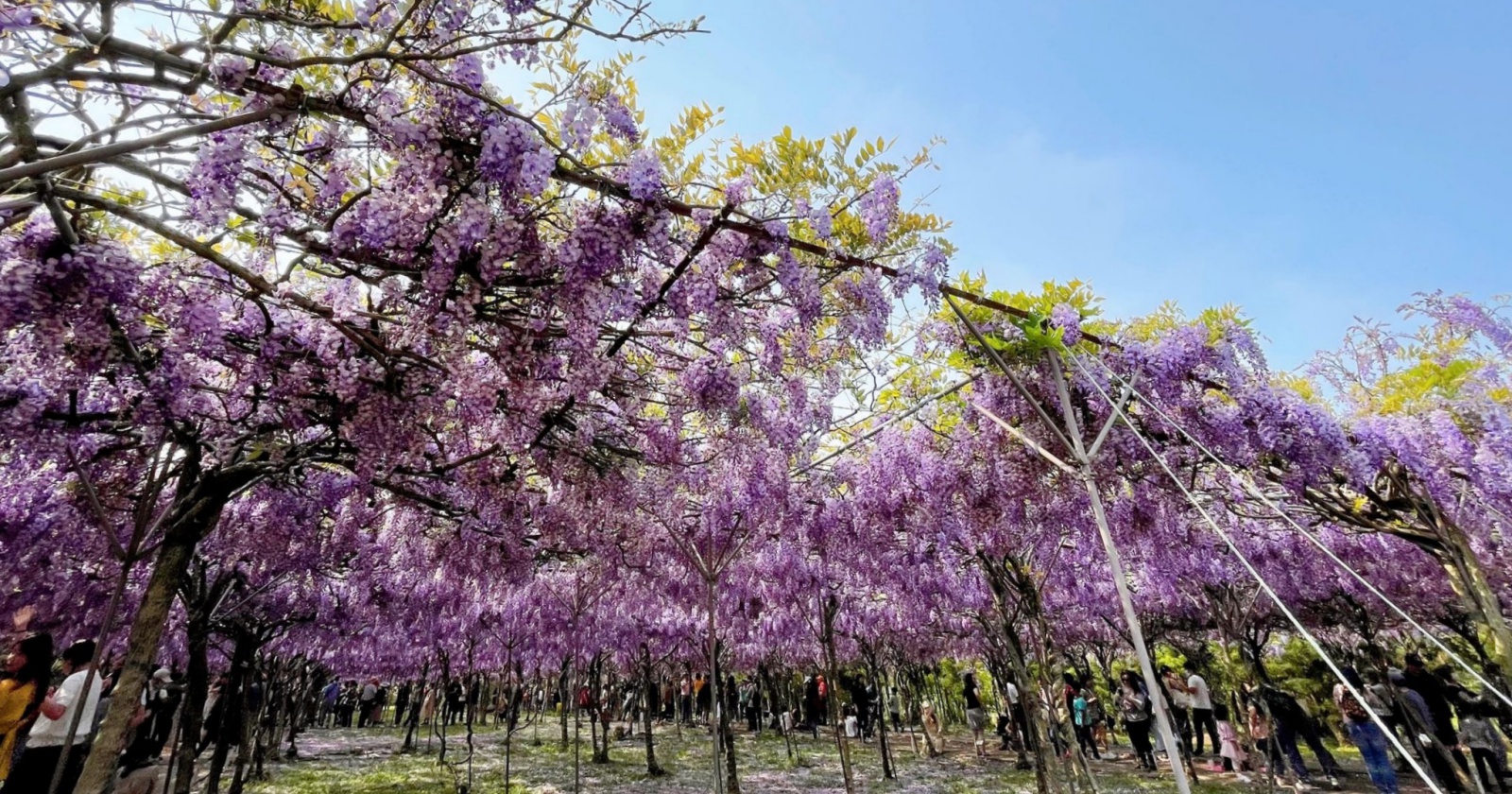 2021初春浪漫花季！朝聖雙北7個夢幻賞花景點