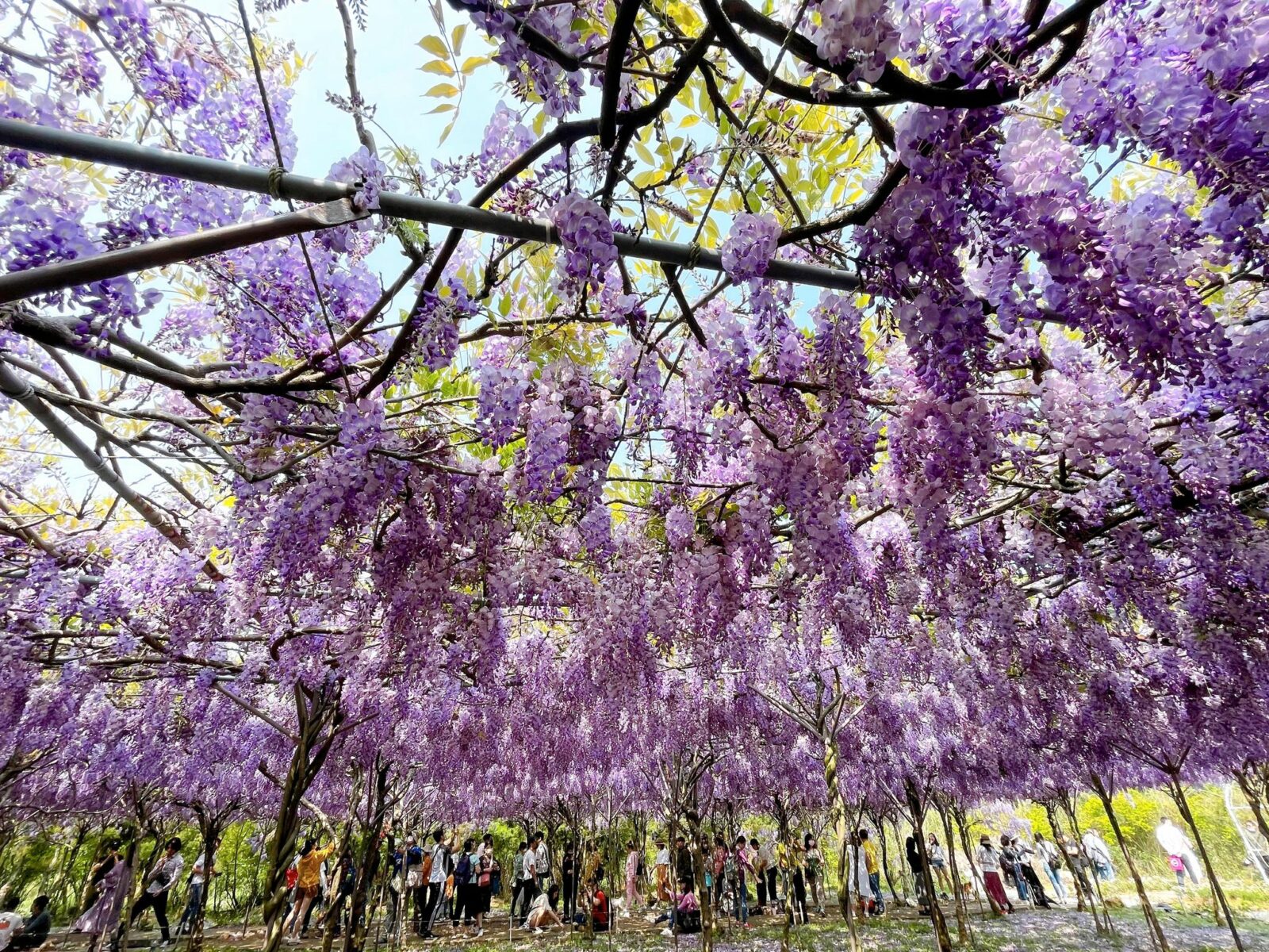 2021初春浪漫花季！朝聖雙北7個夢幻賞花景點 淡水紫藤花咖啡園 紫藤花季