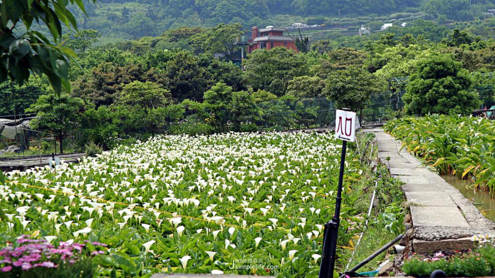 2021初春浪漫花季！朝聖雙北7個夢幻賞花景點 陽明山竹子湖海芋季