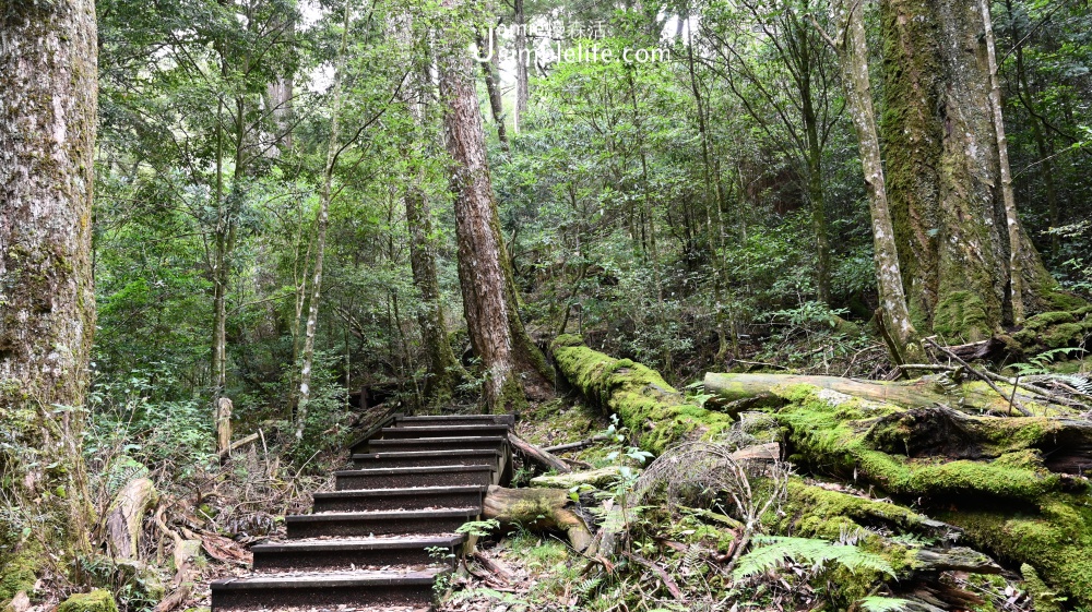 兒童節12歲以下入園免費，各地區精彩活動 國家森林公園 大雪山