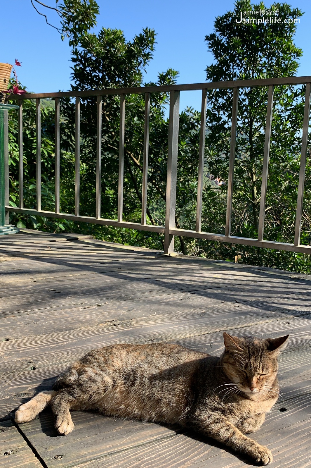 陽明山蒙馬特影像咖啡 裝飾偏甜的用餐環境與氛圍 貓咪在曬太陽