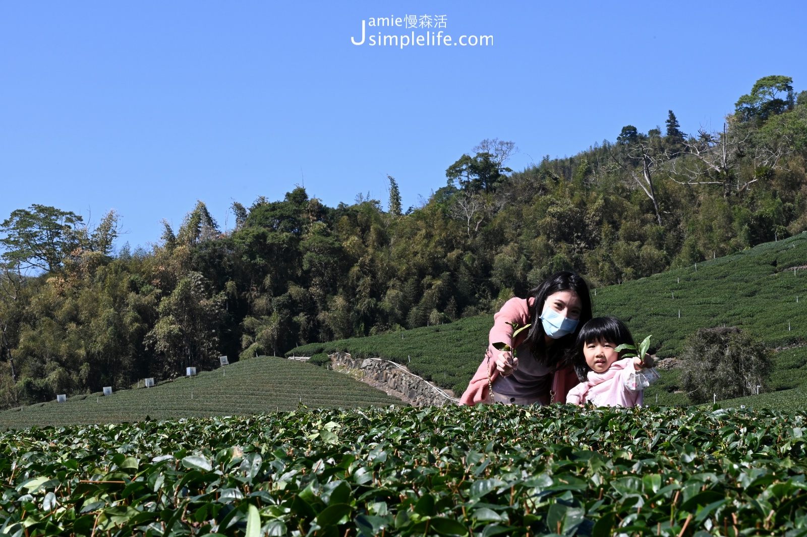 嘉義阿里山 優遊吧斯 茶園