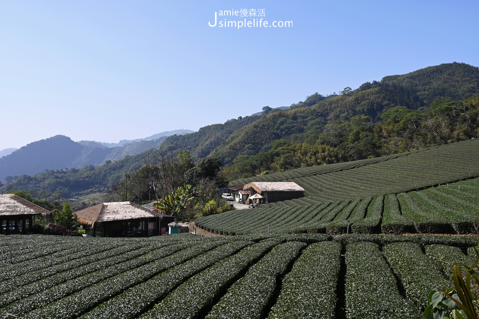 嘉義阿里山 優遊吧斯 茶園