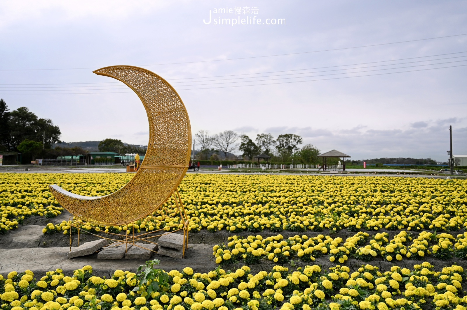 關於台中后里中社觀光花市 花海區 萬壽菊