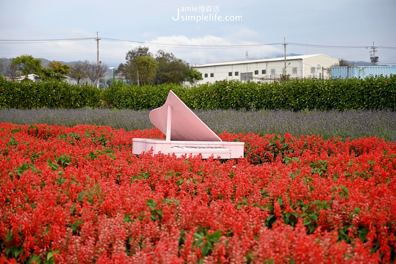 關於台中后里中社觀光花市 花海區 一串紅