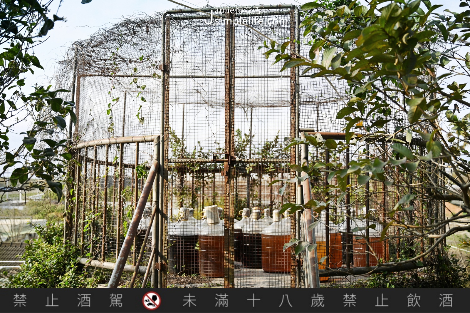 參觀樹生葡萄莊園、聽導覽 日曬葡萄汁