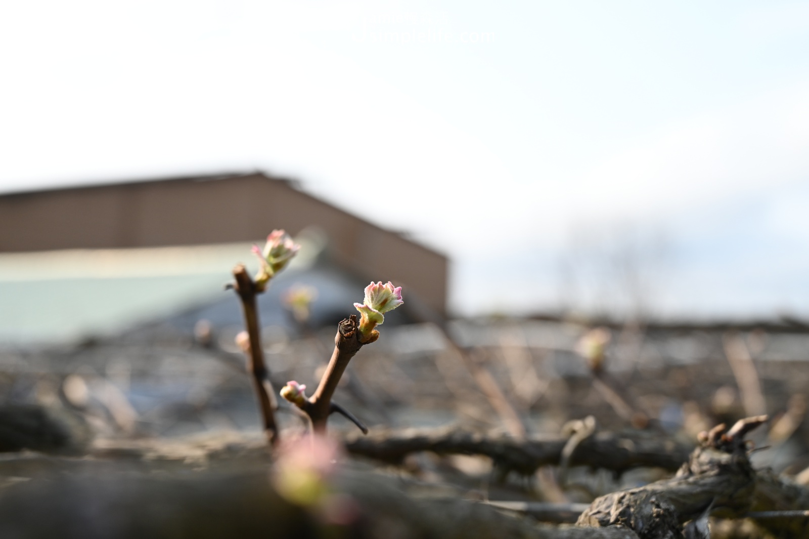 參觀樹生葡萄莊園、聽導覽 葡萄樹發芽