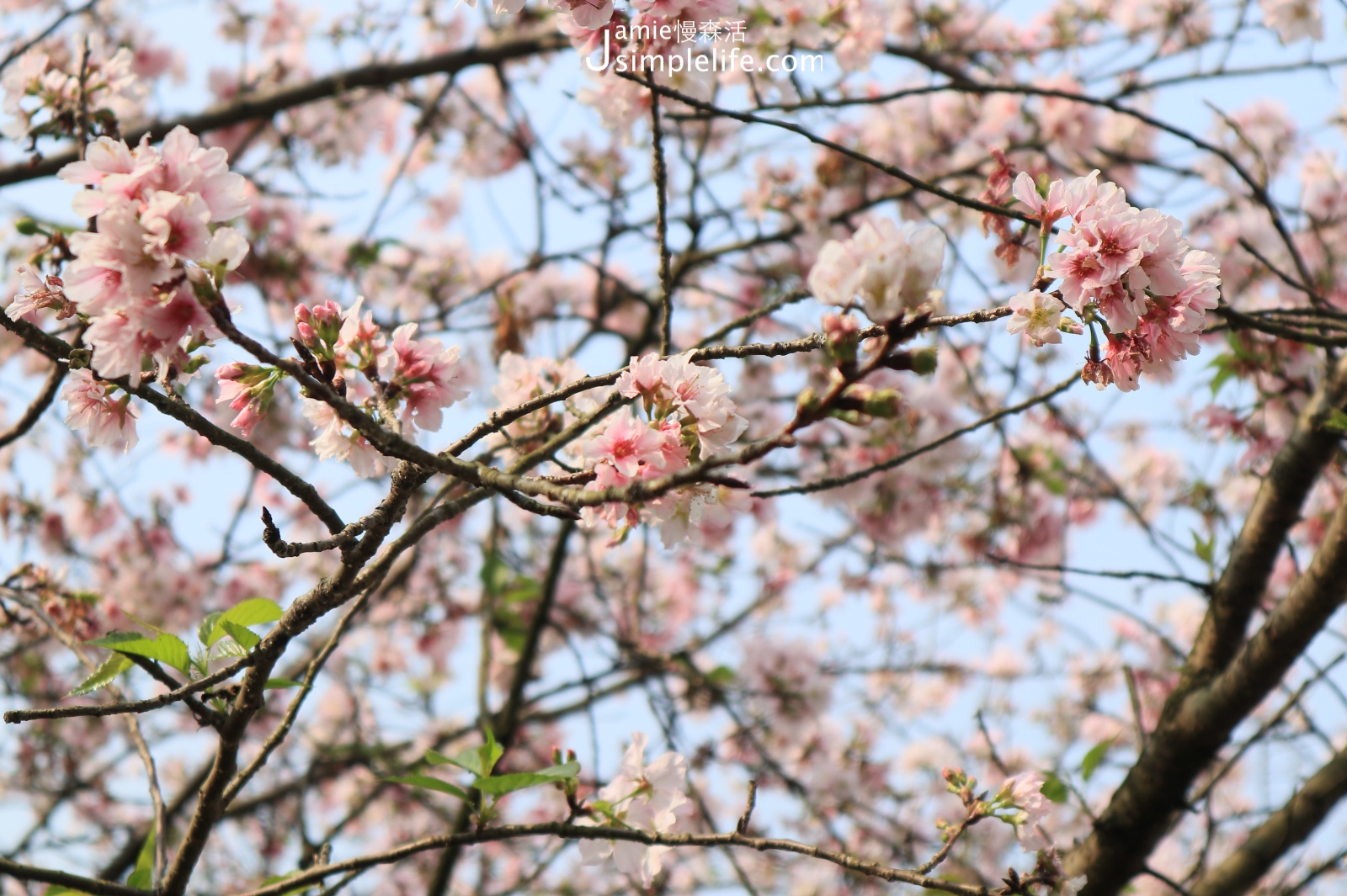 2021初春浪漫花季！朝聖雙北7個夢幻賞花景點 陽明山櫻花季