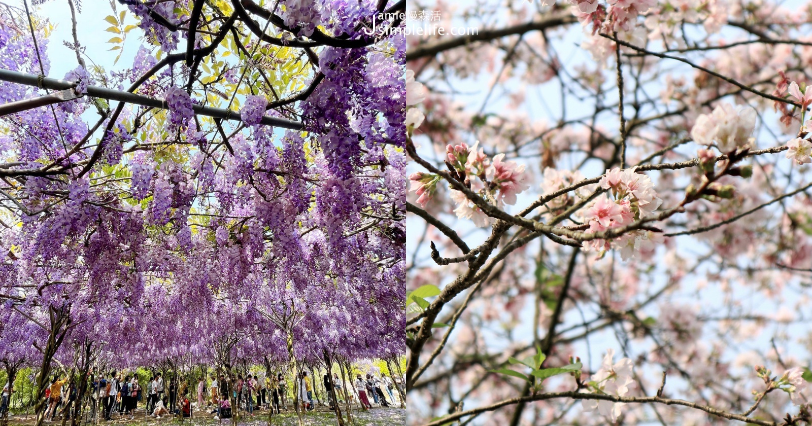 2021初春浪漫花季 雙北7個夢幻賞花景點