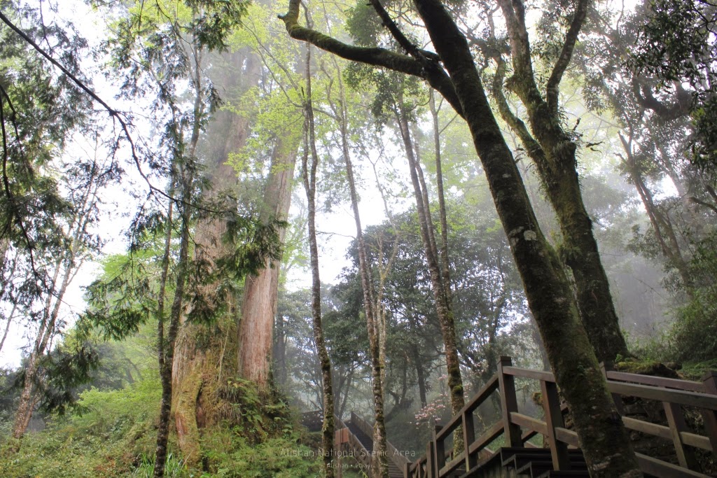 嘉義阿里山小火車，前進秘境車站、世界文化遺產鐵道「獨立山」 阿里山小火車（支線） 阿里山森林遊樂園區