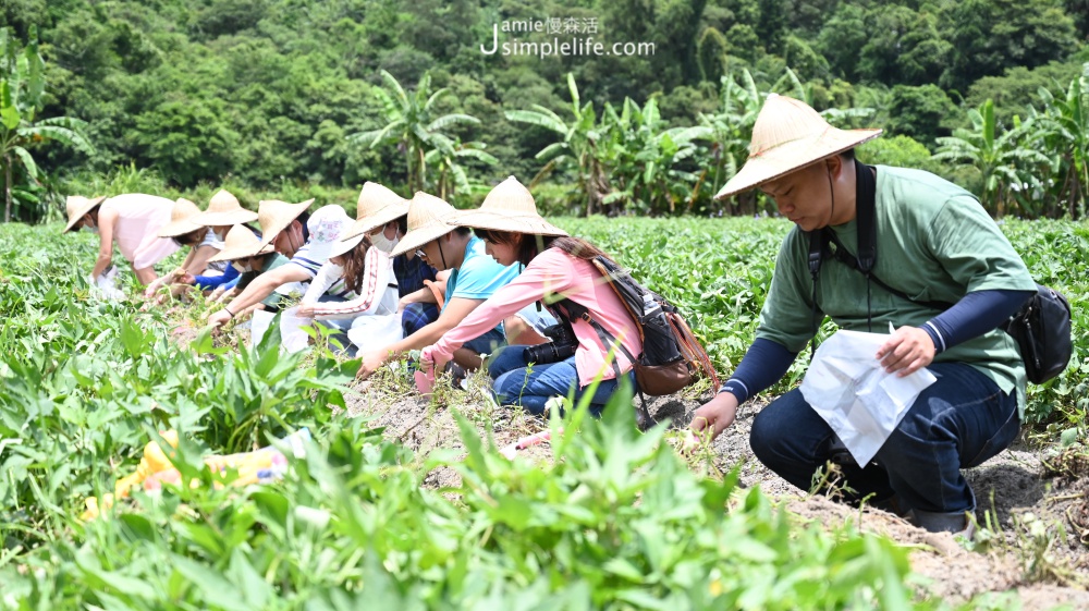 新北景點2021旅遊指南 新北親子同樂DIY體驗 金山區：汪汪地瓜園