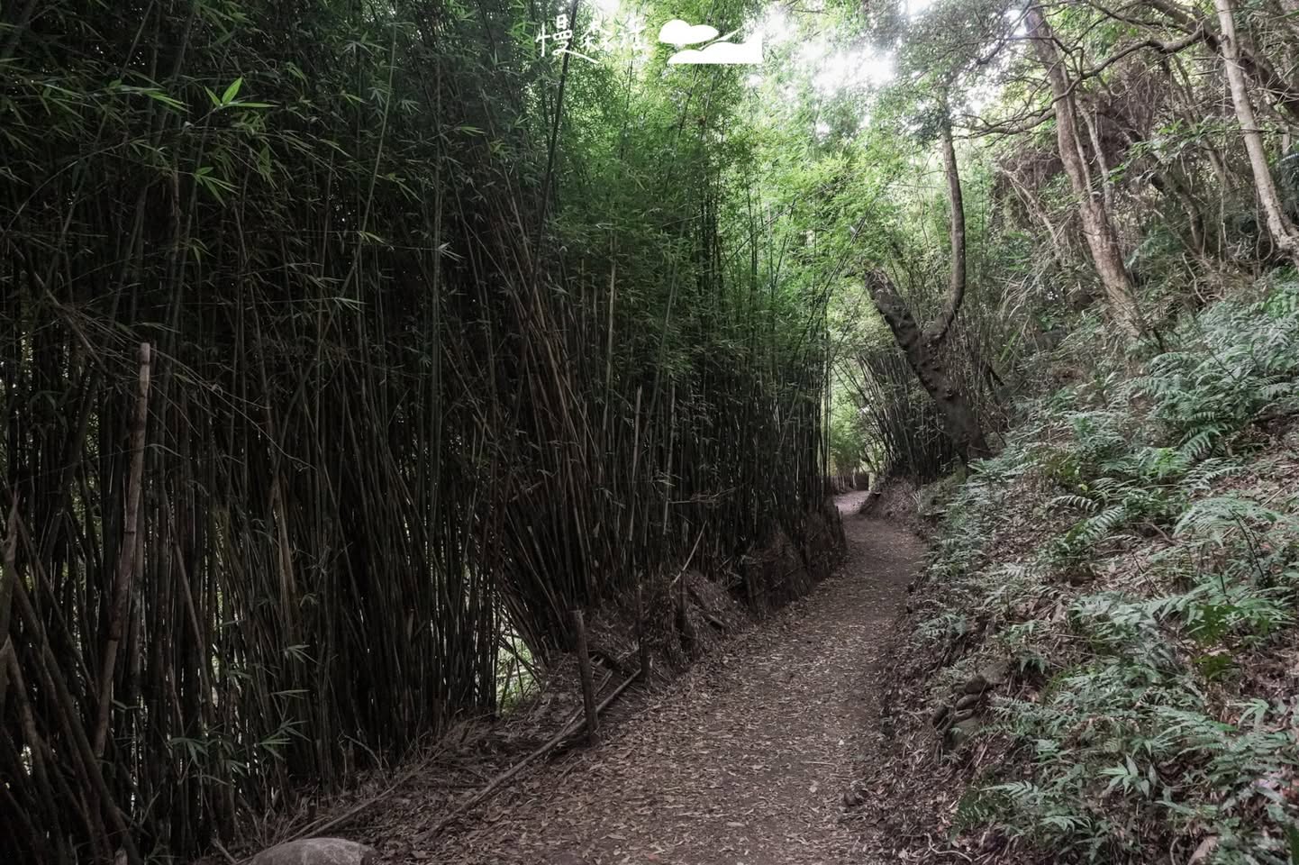 陽明山「橫嶺古道」平緩好走入門健行首選,單趟只要15分鐘
