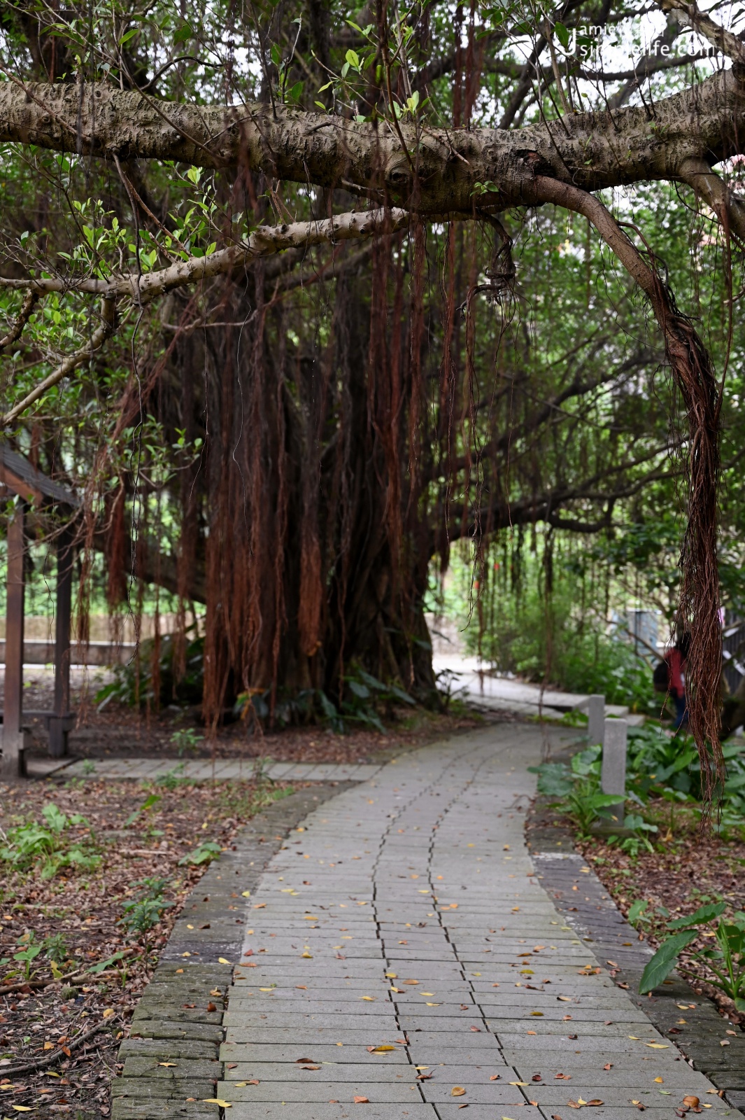 瑞芳山徑，浪漫走金瓜石奇特景觀 瑞芳濂洞里步道