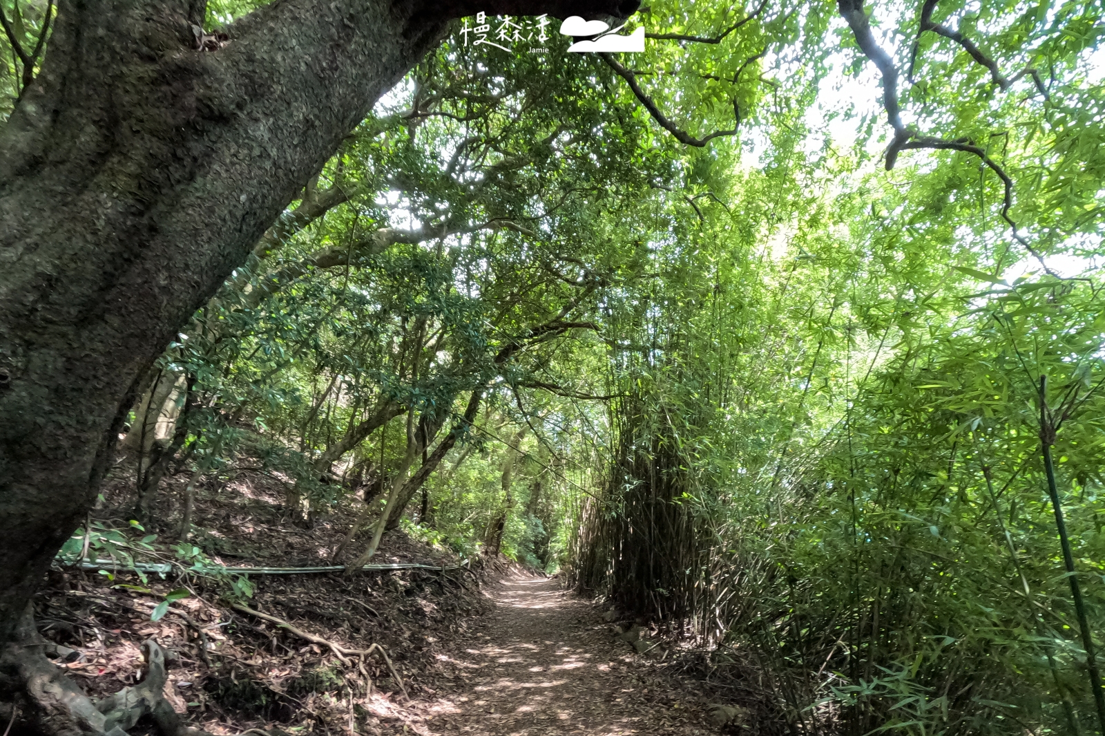 台北市北投區 陽明山橫嶺古道