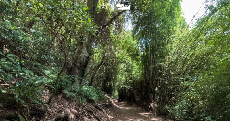 陽明山「橫嶺古道」平緩好走入門健行首選，單趟只要15分鐘