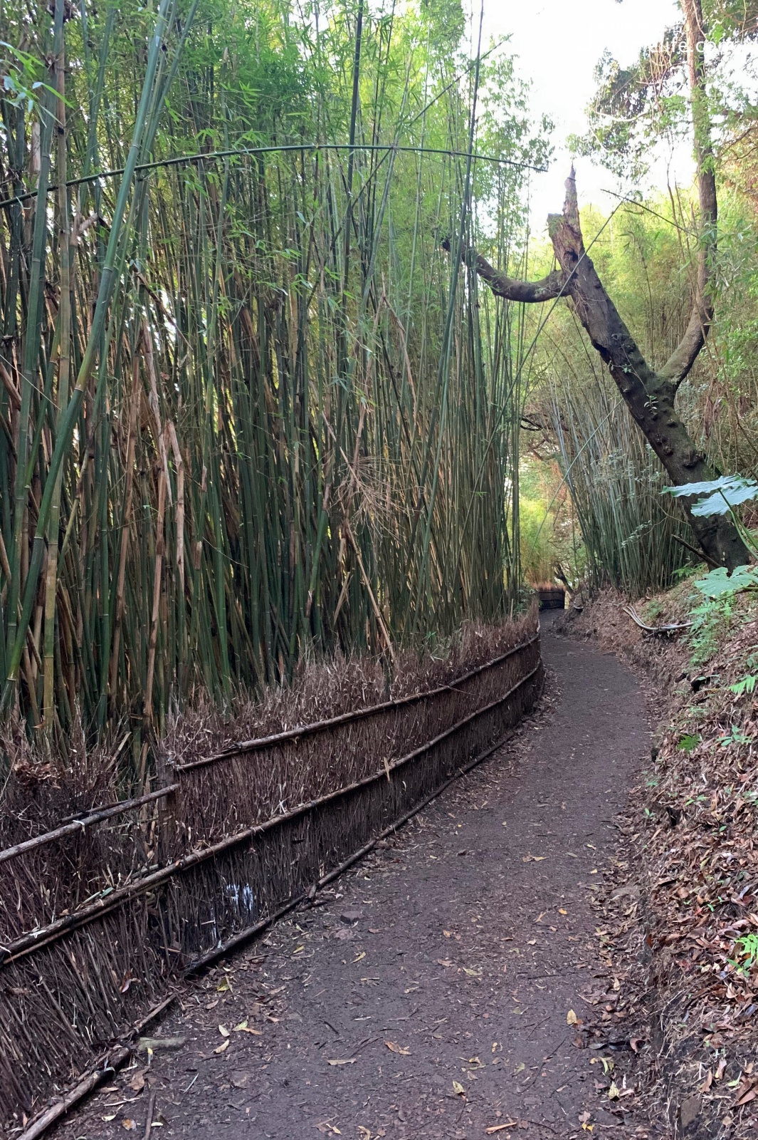 陽明山橫嶺古道環狀步道春天的樣子 竹林步道