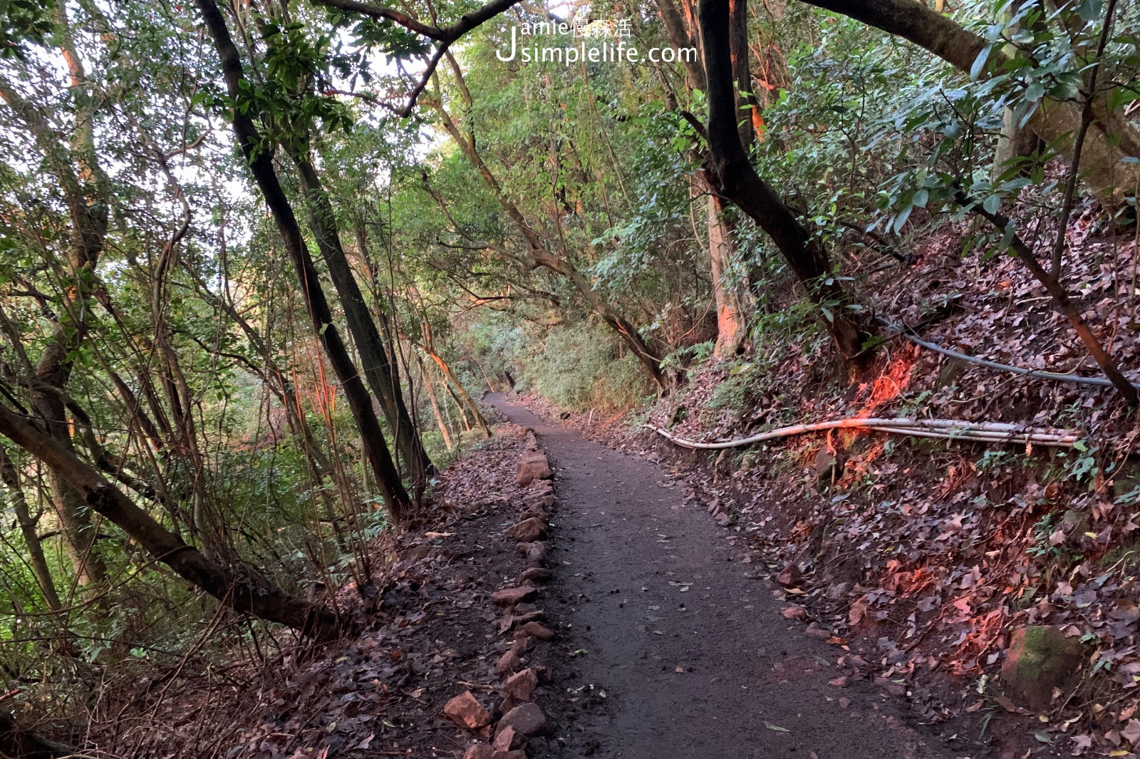 陽明山橫嶺古道環狀步道春天的樣子 日落時