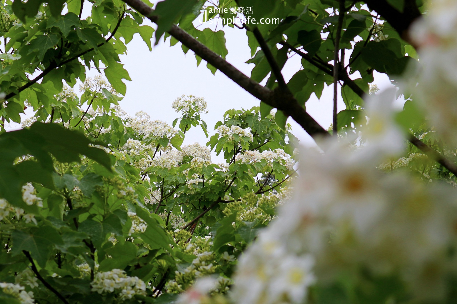 浪漫五月桐花雪！新竹湖口鄉「仁和步道」健行油桐花林 認識油桐花小教室