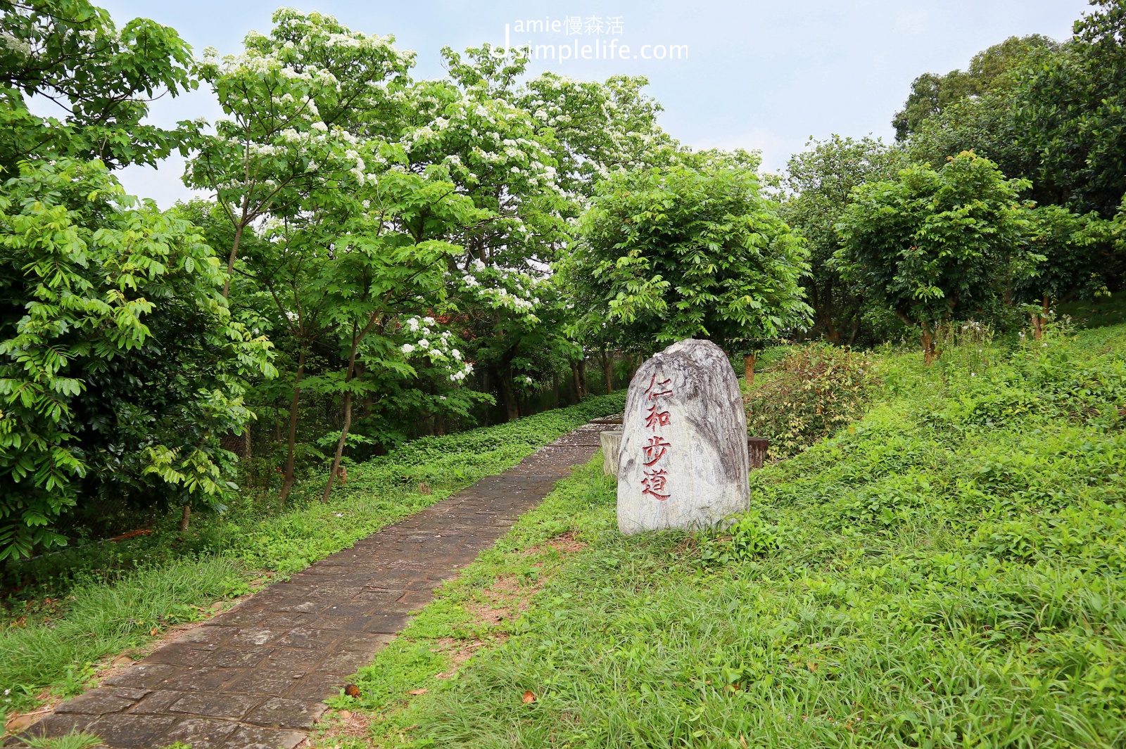 浪漫五月桐花雪！新竹湖口鄉「仁和步道」