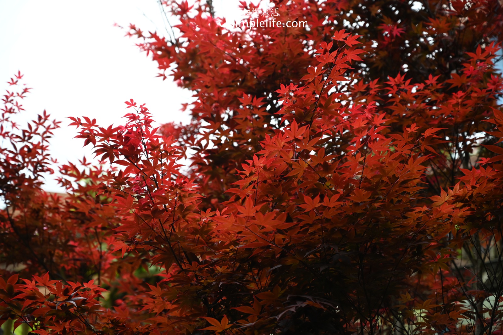 苗栗南庄「碧絡角花園咖啡」紅楓