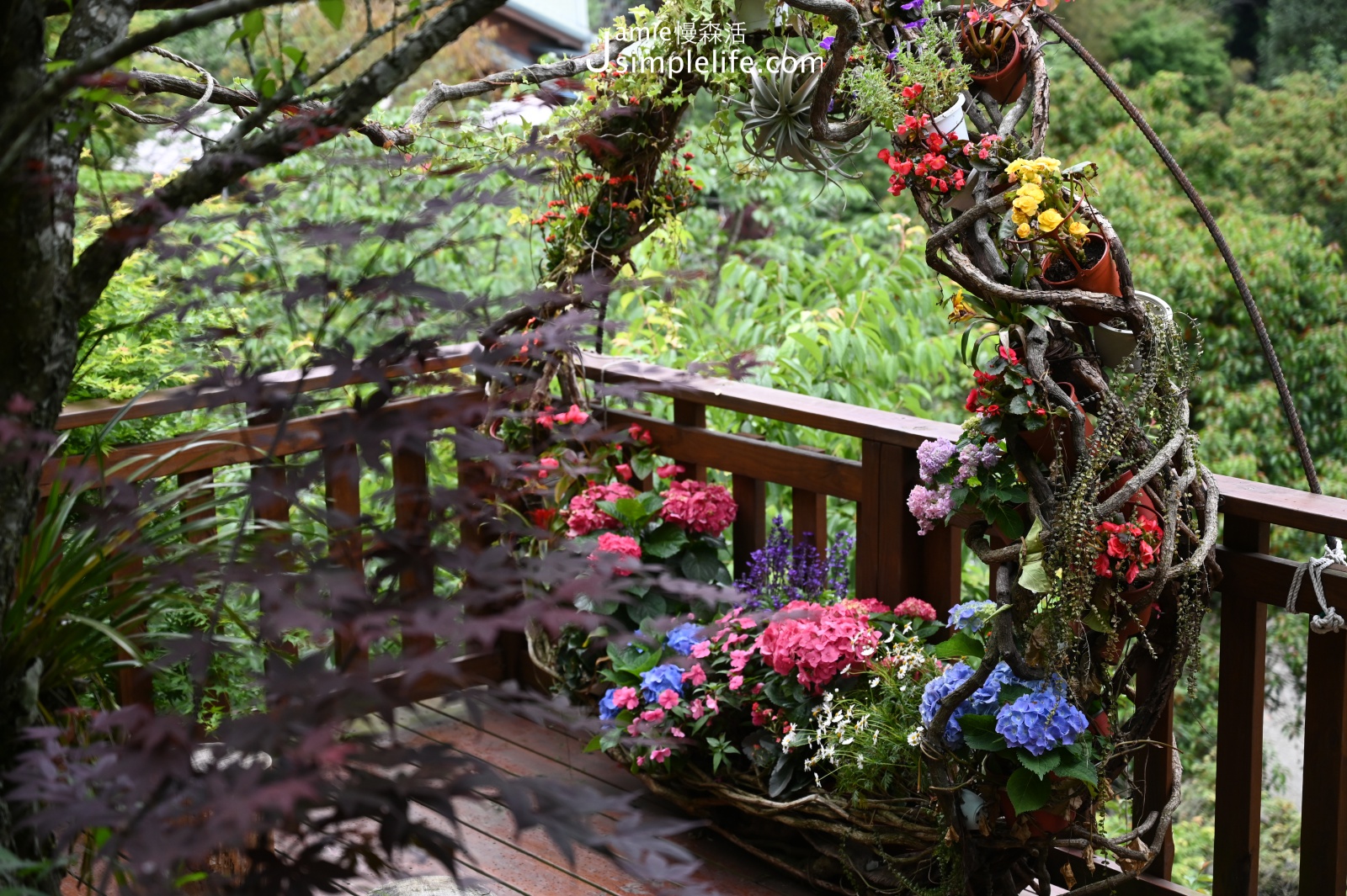 苗栗南庄「碧絡角花園咖啡」庭院繡球花花圈