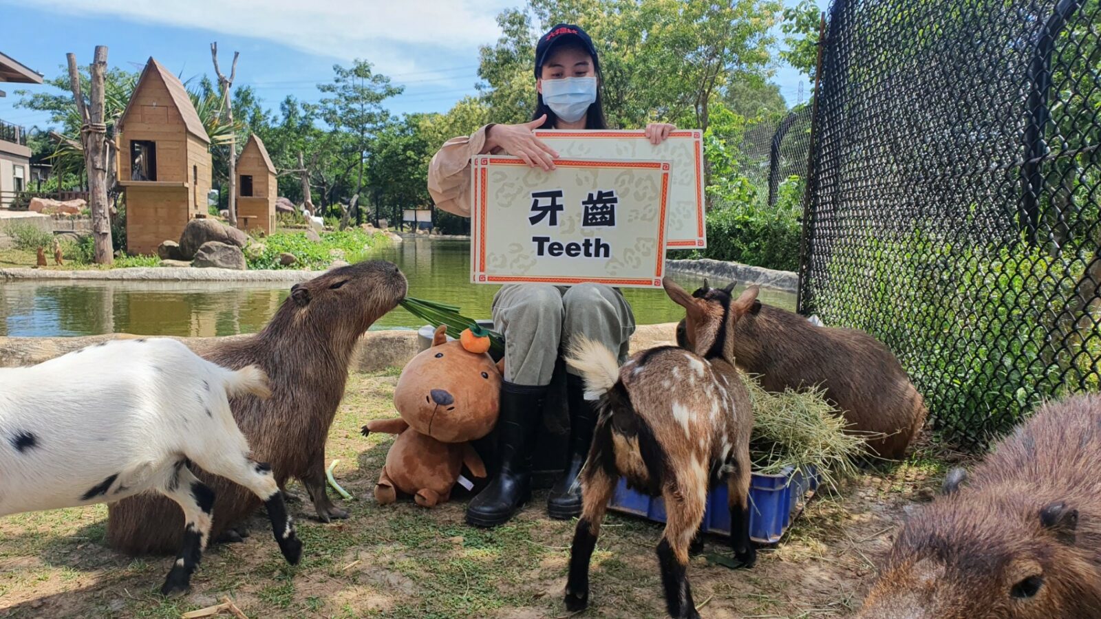 六福村防疫期間休園不休息，持續透過動物直播與粉絲們熱情互動。圖 六福村提供