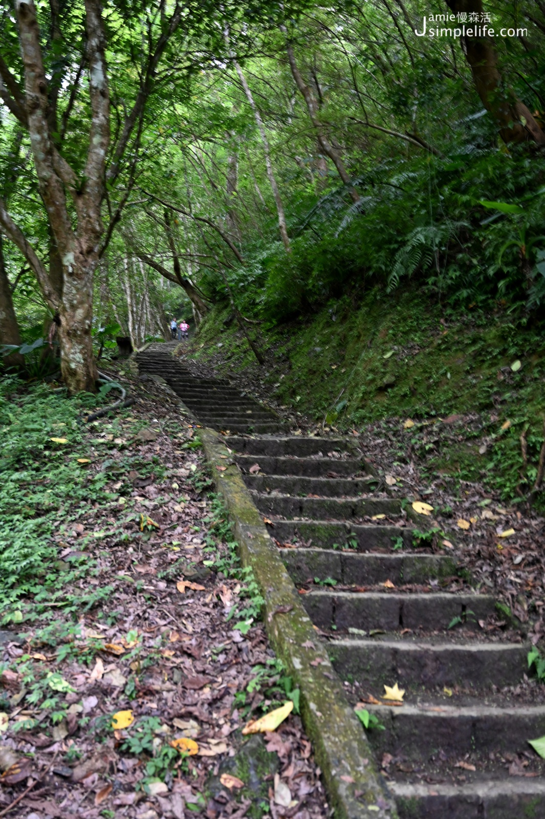 新北三峽「滿月圓國家森林遊樂區」自導式步道