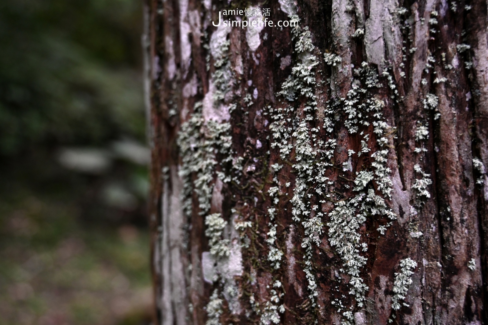 新北三峽「滿月圓國家森林遊樂區」樹幹上的生物