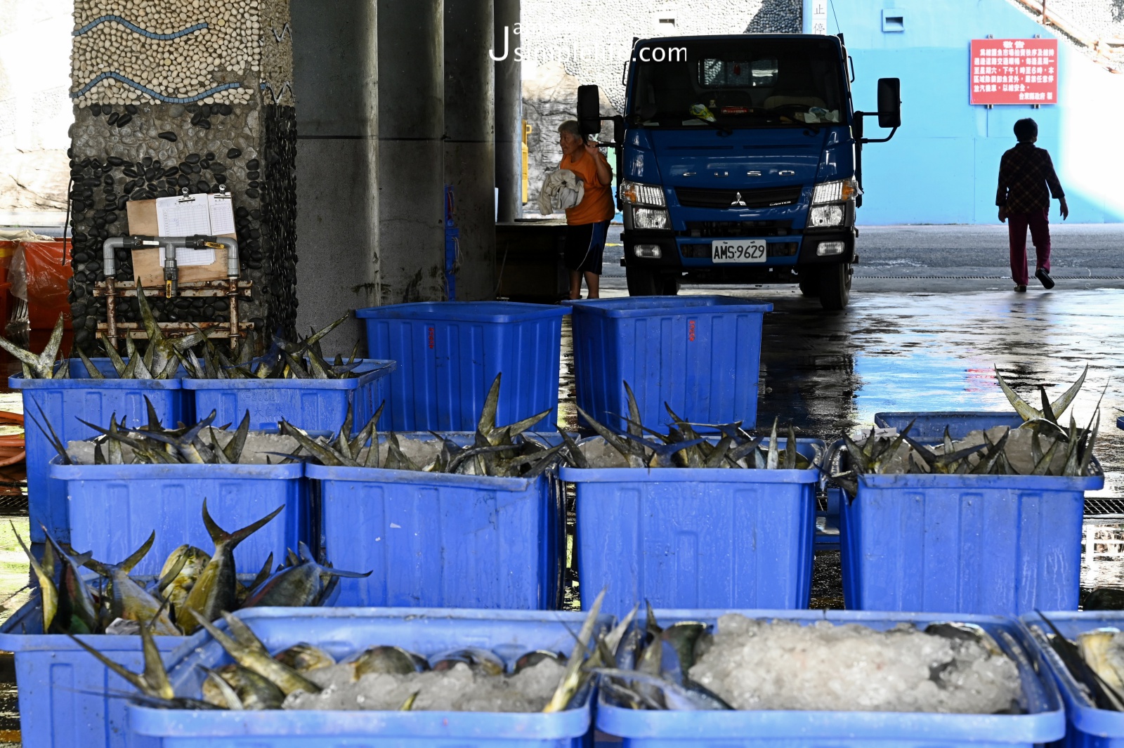 旗魚重鎮「新港漁港」漁獲當天新鮮供應各種各樣豐富漁獲