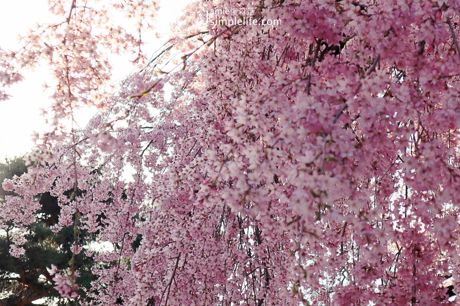 日本福島「會津若松城」粉紅色的垂櫻