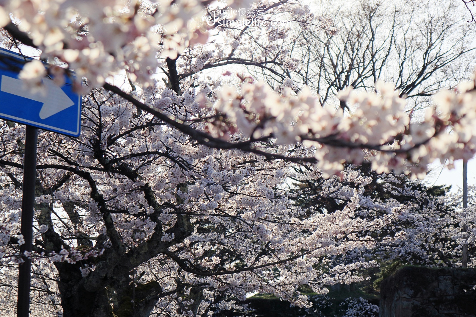 前往日本福島「會津若松城」，路上開滿櫻花