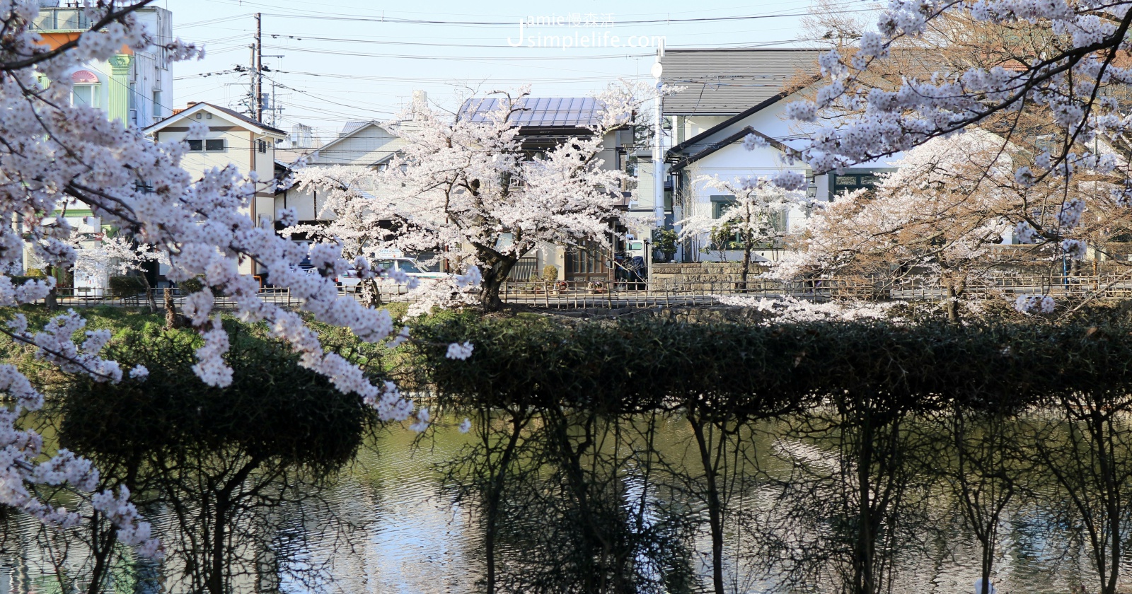 前往日本福島「會津若松城」櫻花沿街盛開