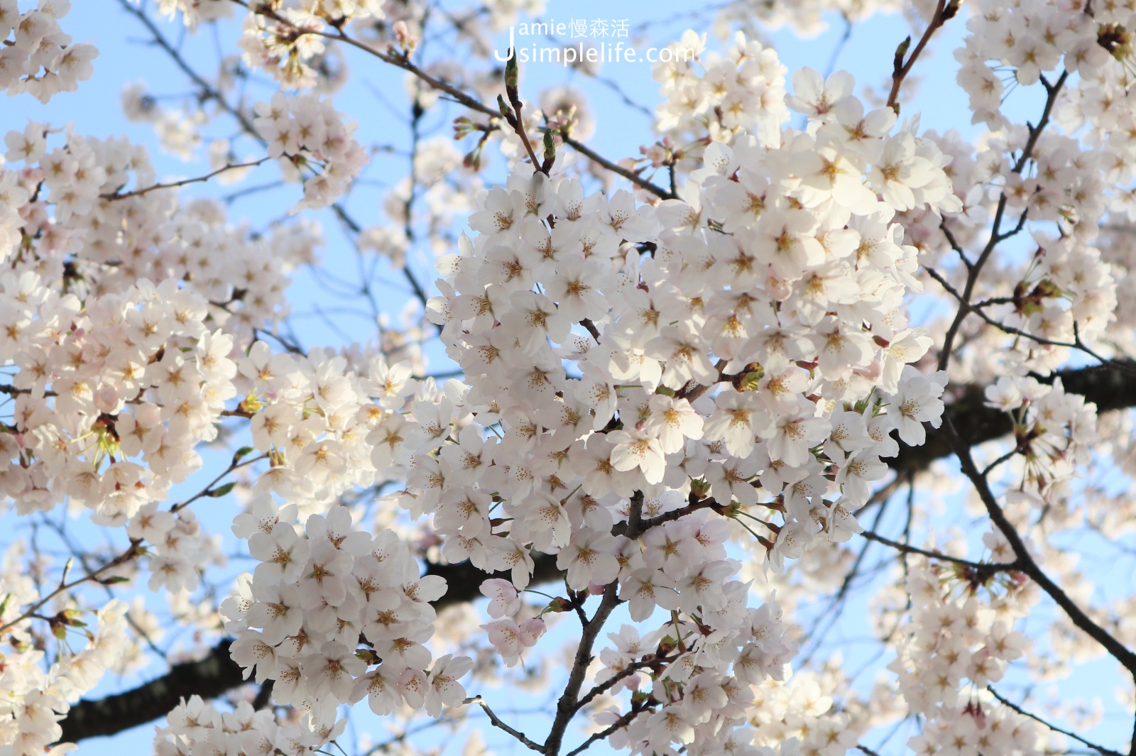 日本福島「會津若松城」粉白色的櫻花