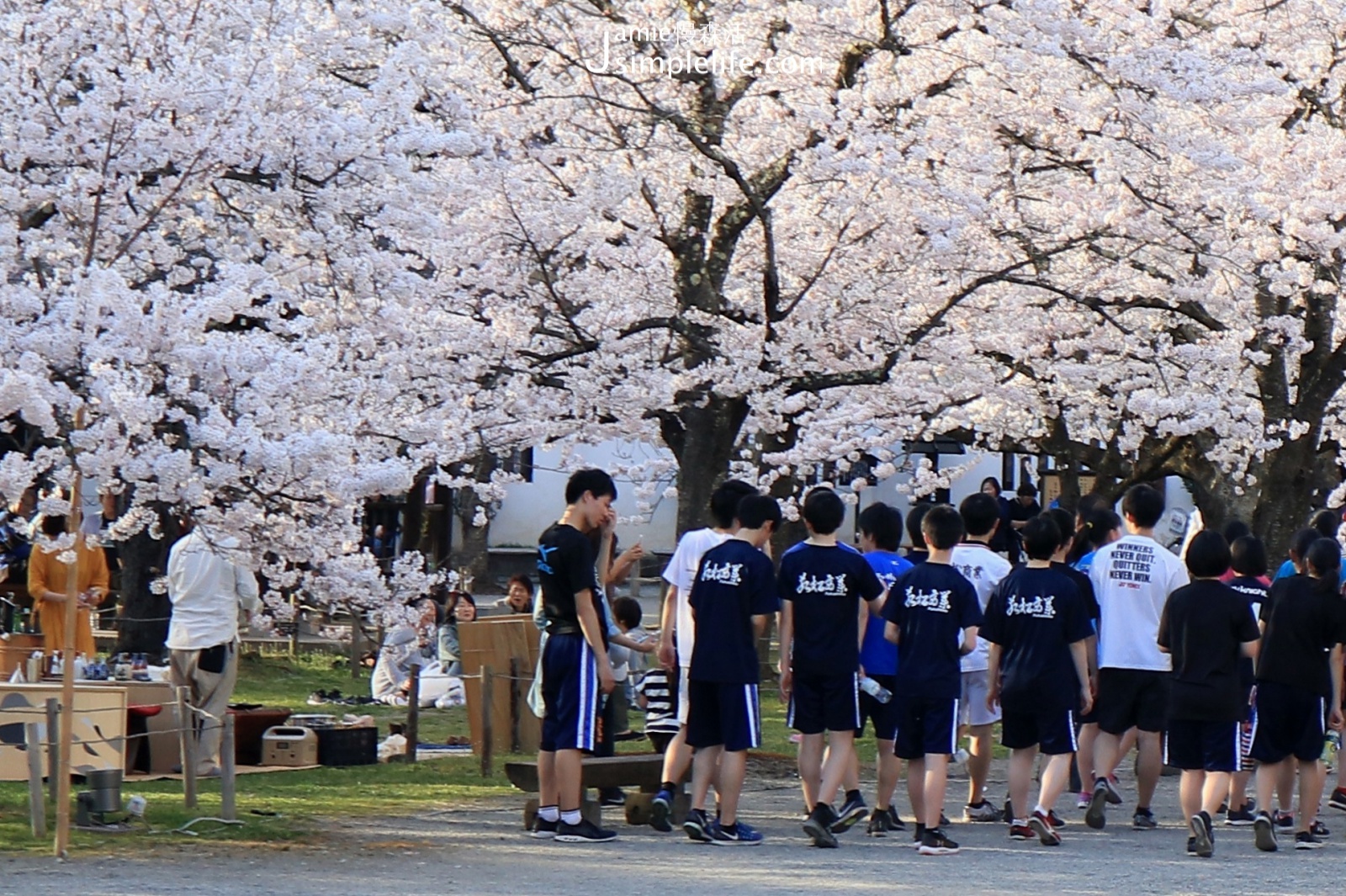 在會津若松城櫻花樹下野餐賞櫻