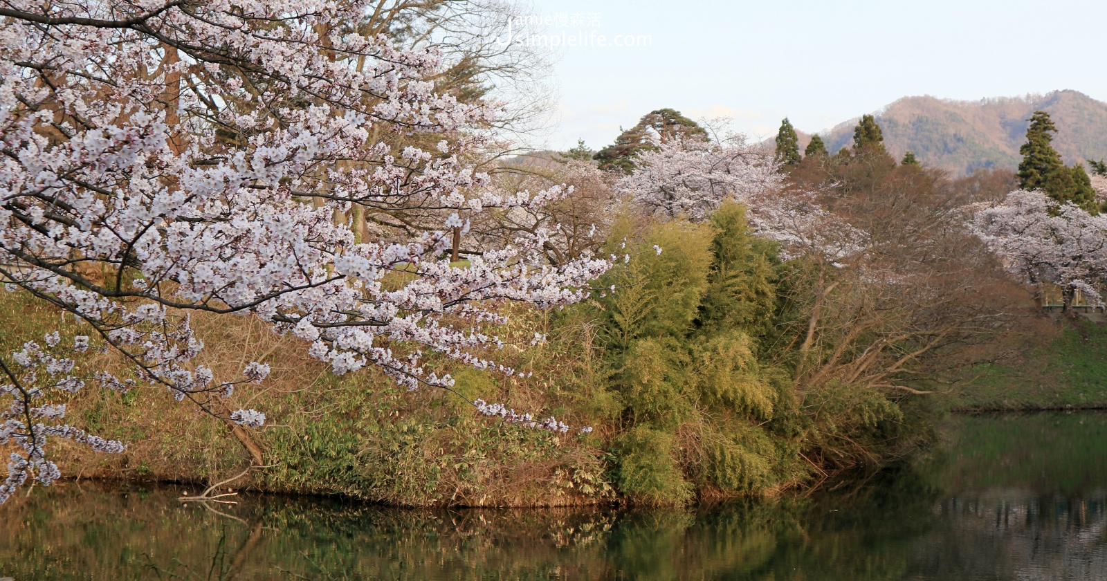 日本福島會津若松城城外，櫻花與山景的美