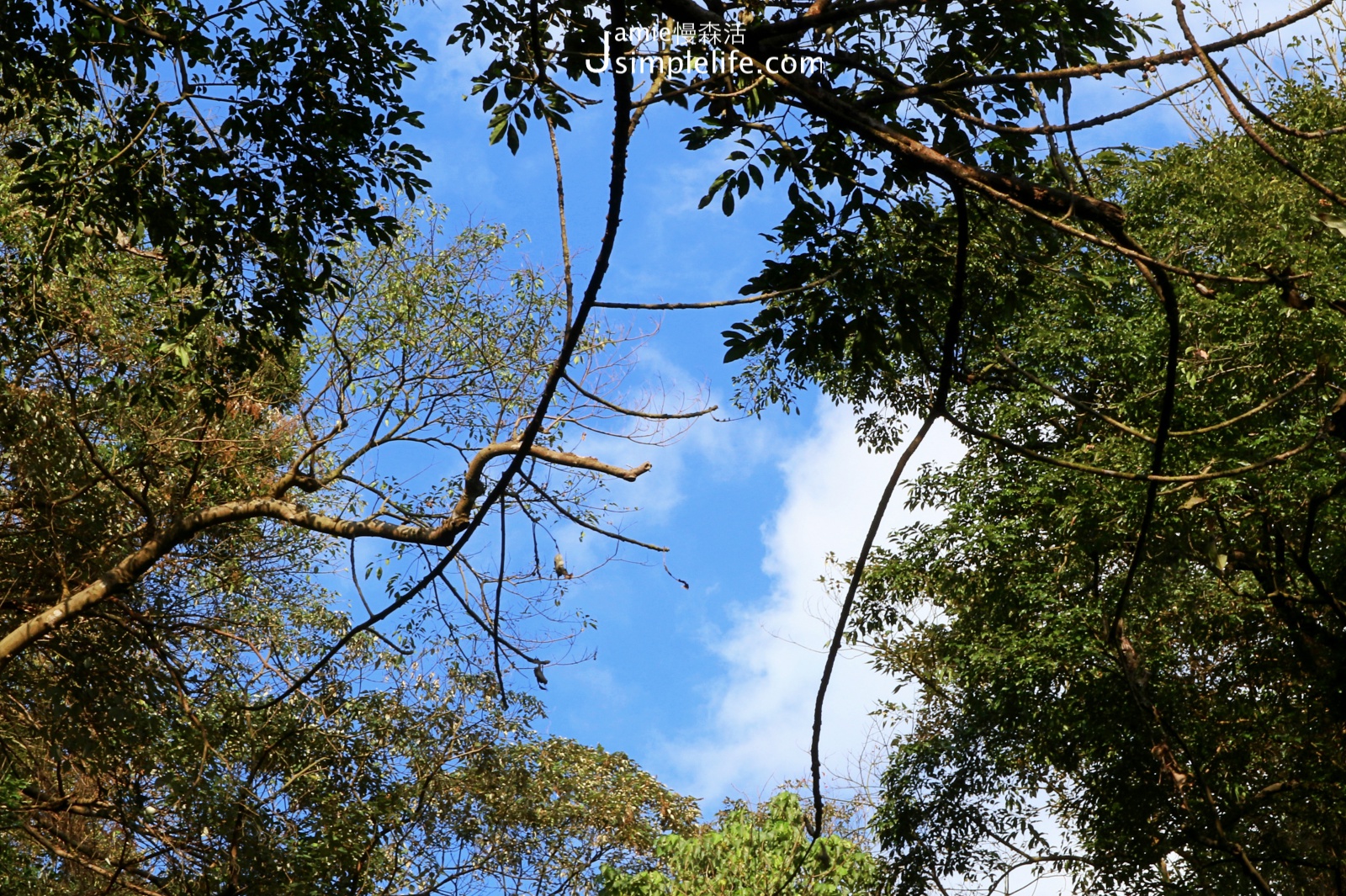 在台北陽明山情人瀑布仰望天空