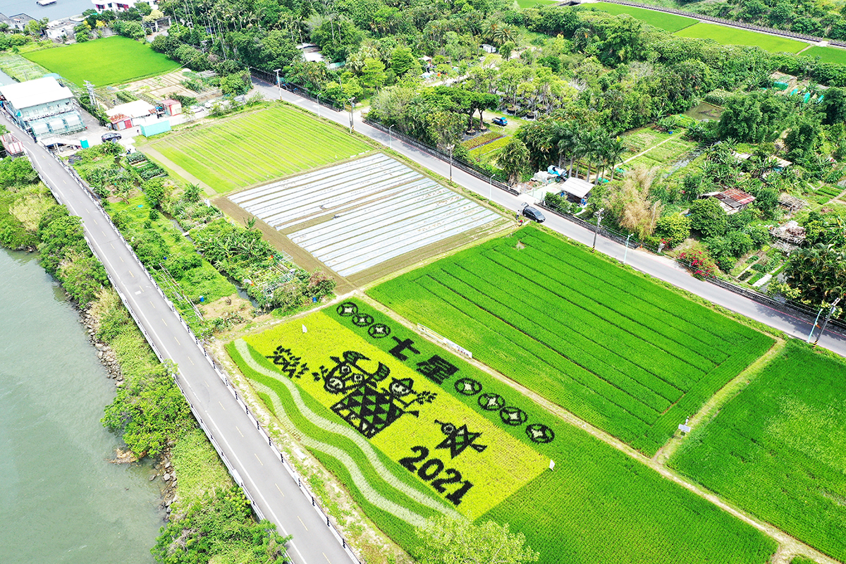 台北農業的美「北投關渡彩繪稻田」