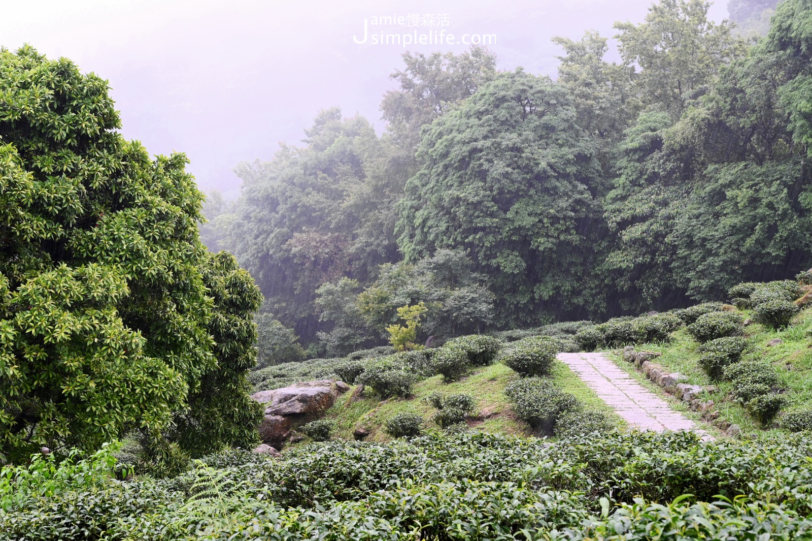 三峽｜熊空茶園